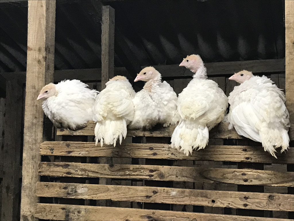 Healys Free Range Turkeys Cork